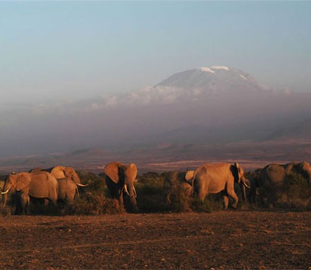 Eco And Wildlife Tour In Arusha Moshi This Is Kilimanjaro Safari To