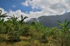 Blue mountain tours.Jamaica