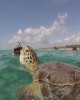 Tulum with turtles in Playa del Carmen, Mexico
