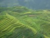 Longji rice terraces, Guilin