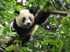 Private tour in Chengdu