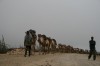 Camel Caravan at Afar, Berahile