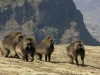 Geladda babbon, Gondar, Debarq, Semien Mountains National Park