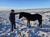 Iceland horse and visitor, Reykjavik