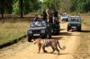 tiger sighting rocked the way of jeeps, Delhi, bsndhavgarh national park
