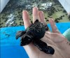 baby turtle, Gianyar, saba baby turtle, Gianyar, saba