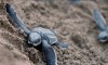 Baby turtle ready to release, Gianyar, saba Baby turtle ready to release, Gianyar, saba