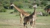 Kenya Safari, Nairobi