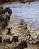 wildebeest migration, Masai Mara, Kenya, mara river