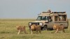 Game drive photos, Masai Mara