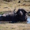 Game drive photos, Masai Mara