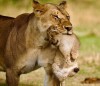 Game drive photos, Masai Mara