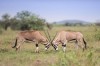 samburu safari, Samburu Reserve