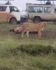 Safari in Masai Mara