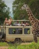 Safari in Masai Mara