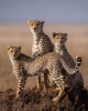 Safari in Samburu Reserve