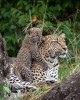 Safari in lake nakuru