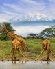 Safari in Amboseli