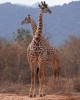 Safari in lake nakuru