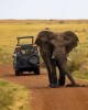 Safari in Tsavo East