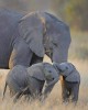 Safari in Amboseli