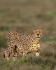 Safari in Olpejeta