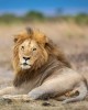 Safari in Samburu Reserve