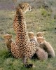 Safari in Samburu Reserve