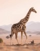 Safari in Samburu Reserve