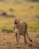 Safari in Masai Mara