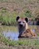 Safari in Nairobi