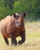 Safari in Nairobi