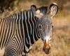 samburu safari, Samburu Reserve