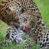 leopard, serengeti National Park