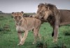 lion, Nairobi, Kenya, Masai Mara National Reserve