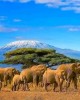 Safari in Nairobi