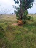 Lions, Masai Mara, masai mara