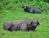 Seeing one of the big 5 during safari, Aberdares, Aberdare