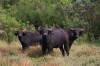 Safari in Kenya is a must see buffaloes in almost all parks, lake nakuru, Lake Nakuru