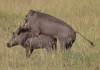 What do you know about warthog and most interesting?, Masai Mara, masai mara