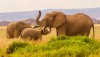 Elephants not only a must see during safari but amazing watching them walk, Masai Mara, Masai mara