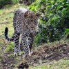 Leopard, Masai Mara, Masai Mara