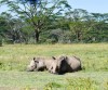 Rhino, lake nakuru, Lake Nakuru