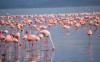 Flamingo, lake nakuru, Lake Nakuru