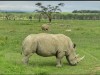 Rhino, lake nakuru, Lake Nakuru