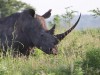 Rhino, Serengeti, Serengeti