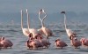 Pelicans, Ngorongoro, Ngorongoro