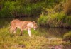 Lion, Amboseli, Amboseli