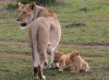 Lion cabs, Amboseli, Amboseli