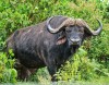 Buffaol, Masai Mara, Masai Mara